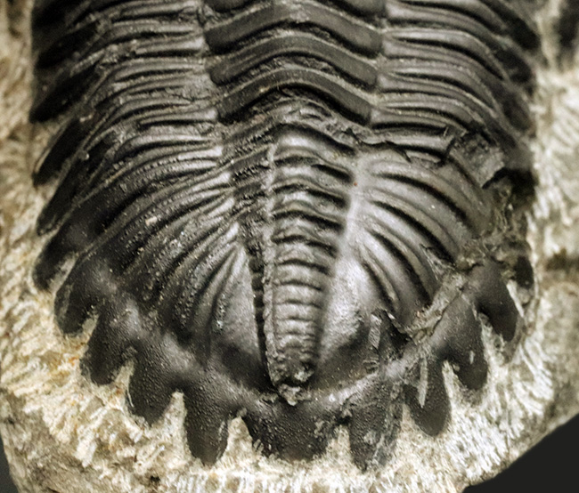 保存状態良好!古生代デボン紀の三葉虫、メタカンティナ(Metacanthina)の上質化石(その6)