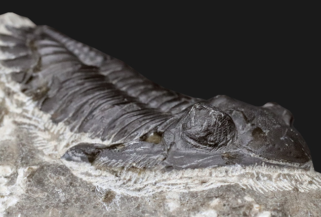 保存状態良好!古生代デボン紀の三葉虫、メタカンティナ(Metacanthina)の上質化石(その7)