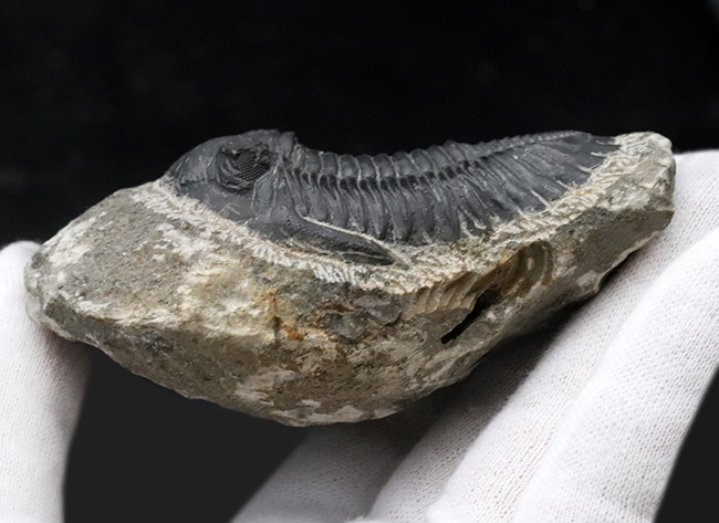 保存状態良好！古生代デボン紀の三葉虫、メタカンティナ（Metacanthina）の上質化石（その8）
