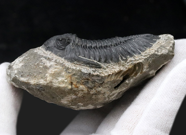 保存状態良好!古生代デボン紀の三葉虫、メタカンティナ(Metacanthina)の上質化石(その8)