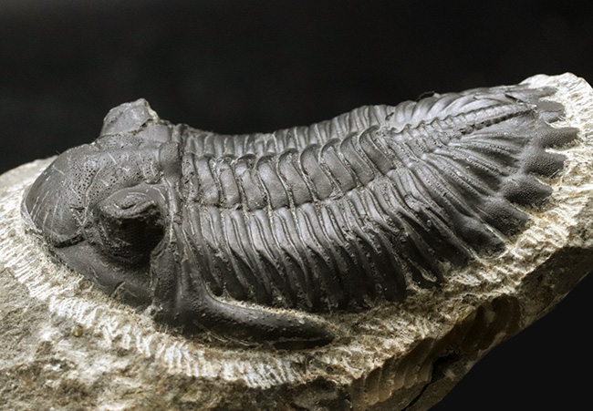 保存状態良好!古生代デボン紀の三葉虫、メタカンティナ(Metacanthina)の上質化石(その9)