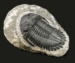 保存状態良好！古生代デボン紀の三葉虫、メタカンティナ（Metacanthina）の上質化石