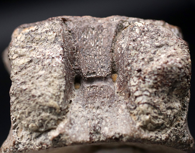 ディティールが保存された上質のプレシオサウルス(Plesiosaurus)の脊椎骨の化石(その9)