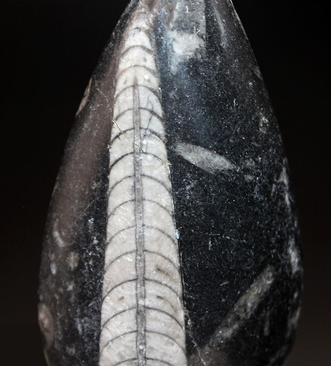 古生代を代表する「まっすぐな」殻を持つ頭足類オルソセラス（Orthoceras）の化石。和名は直角貝（ちょっかくがい）（その1）