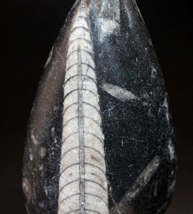 古生代を代表する「まっすぐな」殻を持つ頭足類オルソセラス(Orthoceras)の化石。和名は直角貝(ちょっかくがい)(その1)