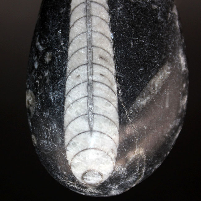 古生代を代表する「まっすぐな」殻を持つ頭足類オルソセラス(Orthoceras)の化石。和名は直角貝(ちょっかくがい)(その2)
