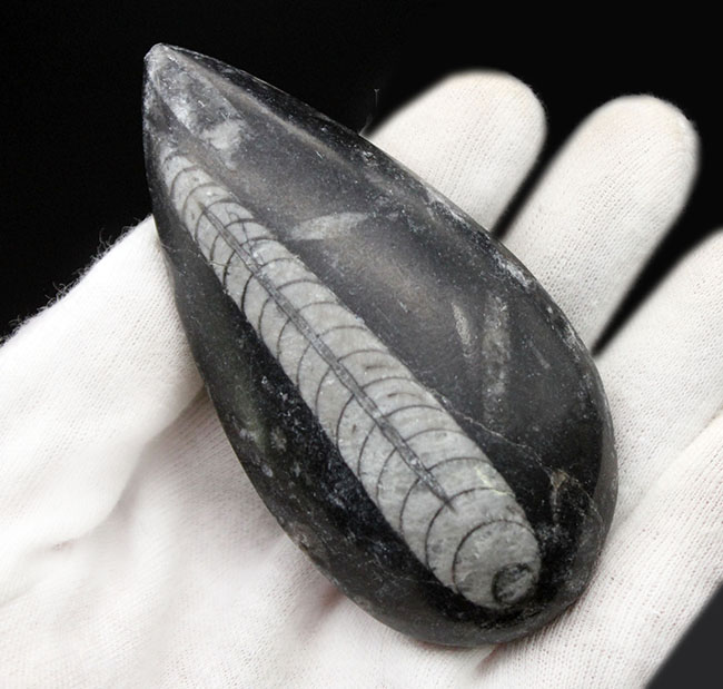 古生代を代表する「まっすぐな」殻を持つ頭足類オルソセラス(Orthoceras)の化石。和名は直角貝(ちょっかくがい)(その3)