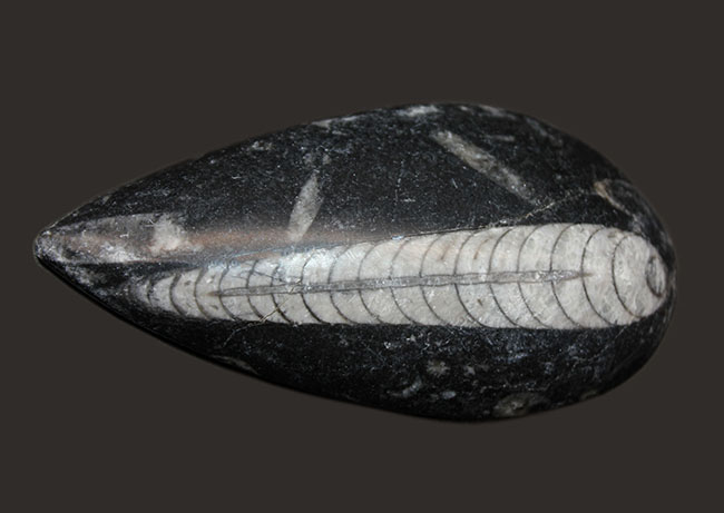 古生代を代表する「まっすぐな」殻を持つ頭足類オルソセラス（Orthoceras）の化石。和名は直角貝（ちょっかくがい）（その4）