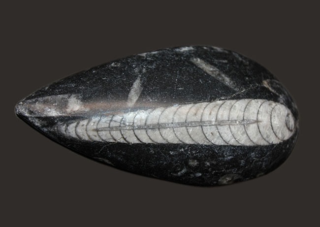 古生代を代表する「まっすぐな」殻を持つ頭足類オルソセラス(Orthoceras)の化石。和名は直角貝(ちょっかくがい)(その4)