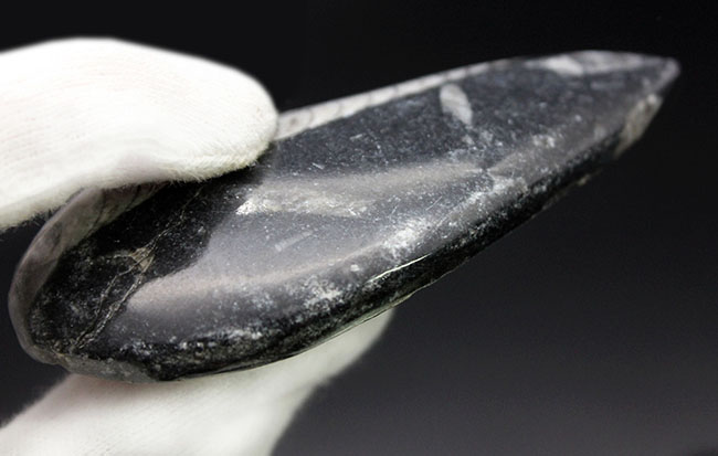 古生代を代表する「まっすぐな」殻を持つ頭足類オルソセラス（Orthoceras）の化石。和名は直角貝（ちょっかくがい）（その5）