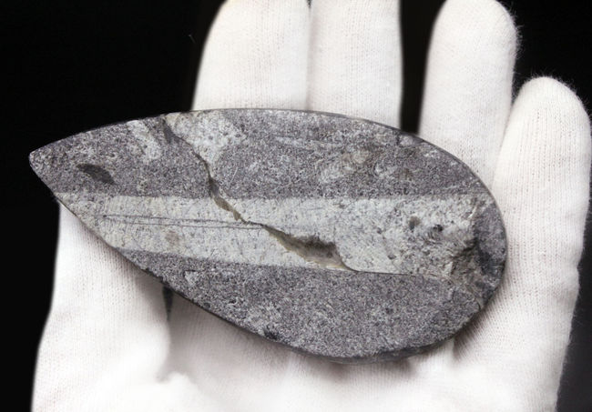 古生代を代表する「まっすぐな」殻を持つ頭足類オルソセラス（Orthoceras）の化石。和名は直角貝（ちょっかくがい）（その6）