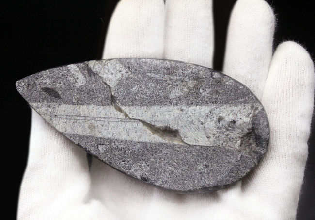 古生代を代表する「まっすぐな」殻を持つ頭足類オルソセラス(Orthoceras)の化石。和名は直角貝(ちょっかくがい)(その6)