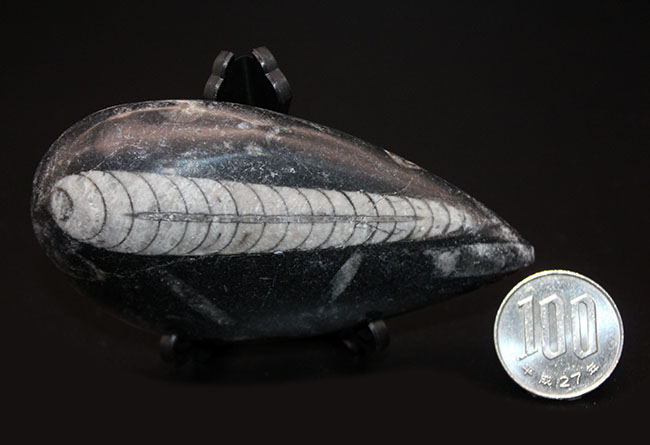 古生代を代表する「まっすぐな」殻を持つ頭足類オルソセラス（Orthoceras）の化石。和名は直角貝（ちょっかくがい）（その7）
