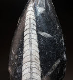 古生代を代表する「まっすぐな」殻を持つ頭足類オルソセラス（Orthoceras）の化石。和名は直角貝（ちょっかくがい）