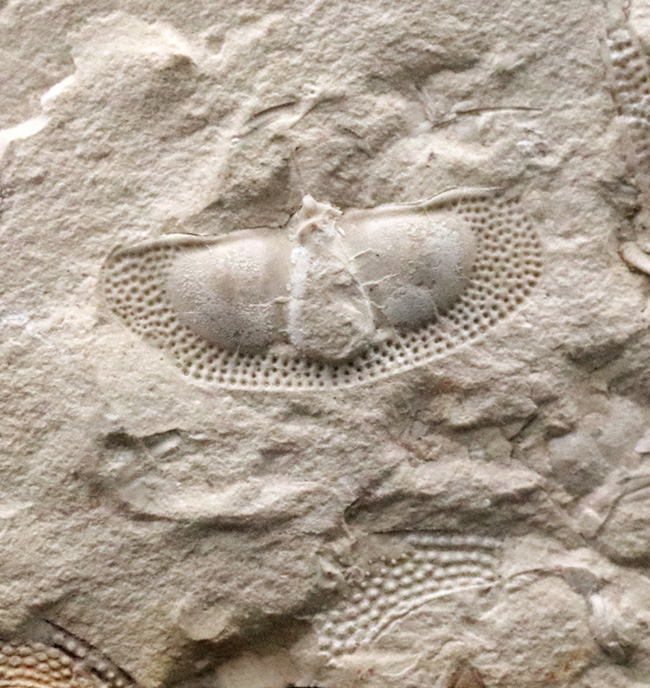 三葉虫コレクター必見！米国オクラホマ州産、レア、クリプトリソイデス（Cryptolithoides ulrichi）が散見されるマルチプレート化石（その1）