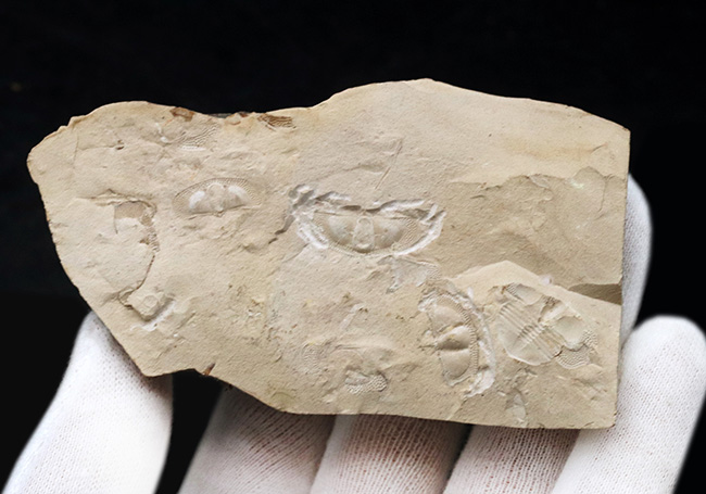三葉虫コレクター必見！米国オクラホマ州産、レア、クリプトリソイデス（Cryptolithoides ulrichi）が散見されるマルチプレート化石（その2）