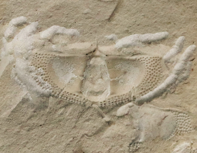 三葉虫コレクター必見！米国オクラホマ州産、レア、クリプトリソイデス（Cryptolithoides ulrichi）が散見されるマルチプレート化石（その3）