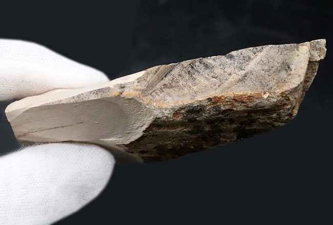 三葉虫コレクター必見！米国オクラホマ州産、レア、クリプトリソイデス（Cryptolithoides ulrichi）が散見されるマルチプレート化石（その6）