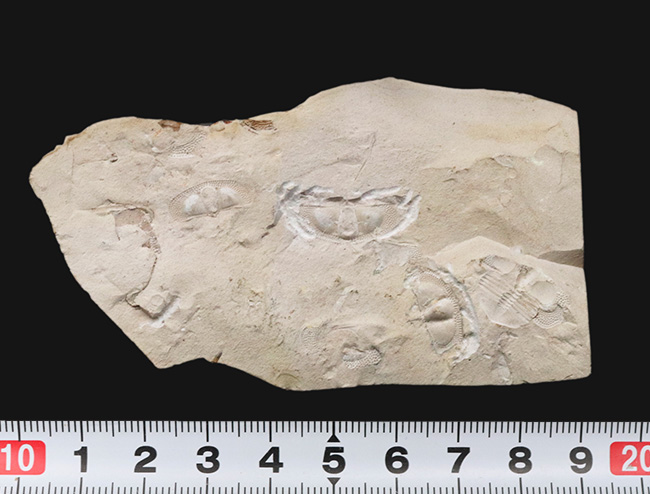 三葉虫コレクター必見！米国オクラホマ州産、レア、クリプトリソイデス（Cryptolithoides ulrichi）が散見されるマルチプレート化石（その7）