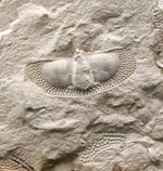 三葉虫コレクター必見！米国オクラホマ州産、レア、クリプトリソイデス（Cryptolithoides ulrichi）が散見されるマルチプレート化石
