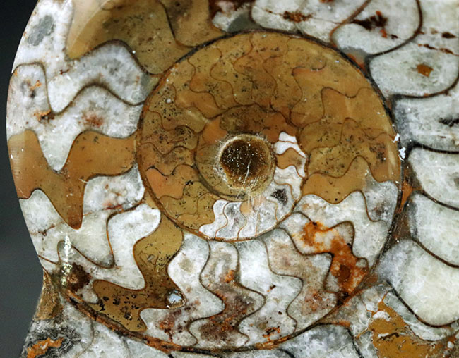 お馴染みのゴニアタイト（Goniatite）のカラフルな化石。ブラウンが映えます（その3）