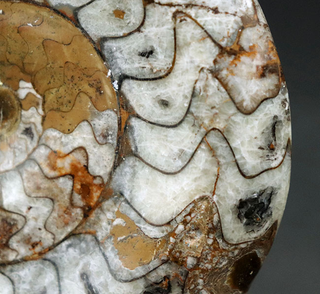 お馴染みのゴニアタイト（Goniatite）のカラフルな化石。ブラウンが映えます（その4）