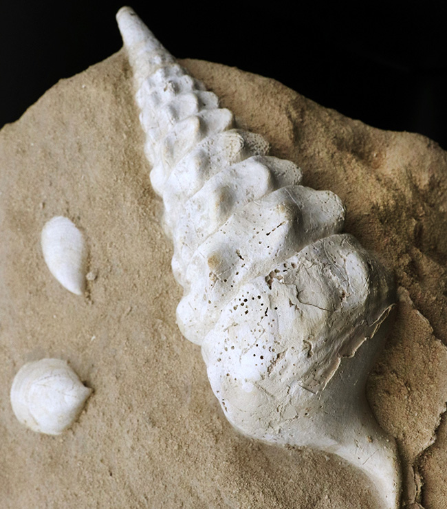 フランス・シャンパーニュ地方、パリ盆地の始新世の地層から発見された、古代の巨大な巻き貝、カンパニーレ・ギガンテウムのマルチ化石(その1)
