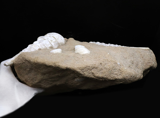 フランス・シャンパーニュ地方、パリ盆地の始新世の地層から発見された、古代の巨大な巻き貝、カンパニーレ・ギガンテウムのマルチ化石(その10)