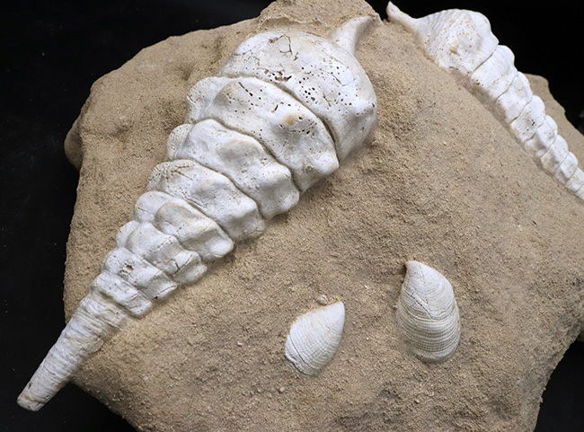 フランス・シャンパーニュ地方、パリ盆地の始新世の地層から発見された、古代の巨大な巻き貝、カンパニーレ・ギガンテウムのマルチ化石(その11)