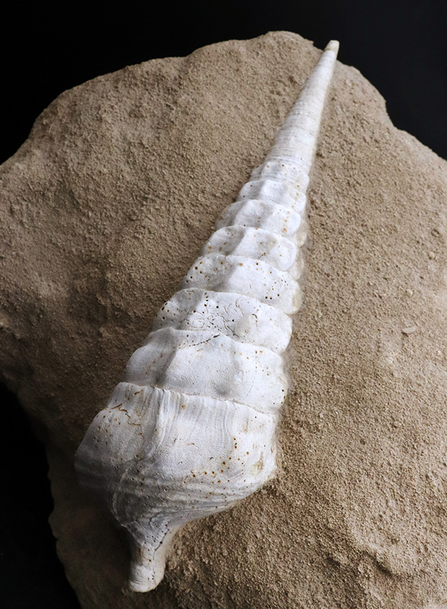 フランス・シャンパーニュ地方、パリ盆地の始新世の地層から発見された、古代の巨大な巻き貝、カンパニーレ・ギガンテウムのマルチ化石(その3)