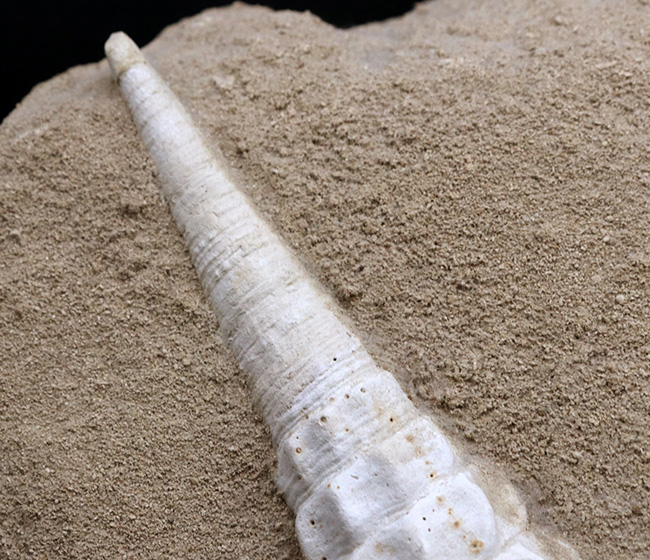 フランス・シャンパーニュ地方、パリ盆地の始新世の地層から発見された、古代の巨大な巻き貝、カンパニーレ・ギガンテウムのマルチ化石(その6)