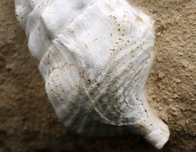フランス・シャンパーニュ地方、パリ盆地の始新世の地層から発見された、古代の巨大な巻き貝、カンパニーレ・ギガンテウムのマルチ化石(その8)