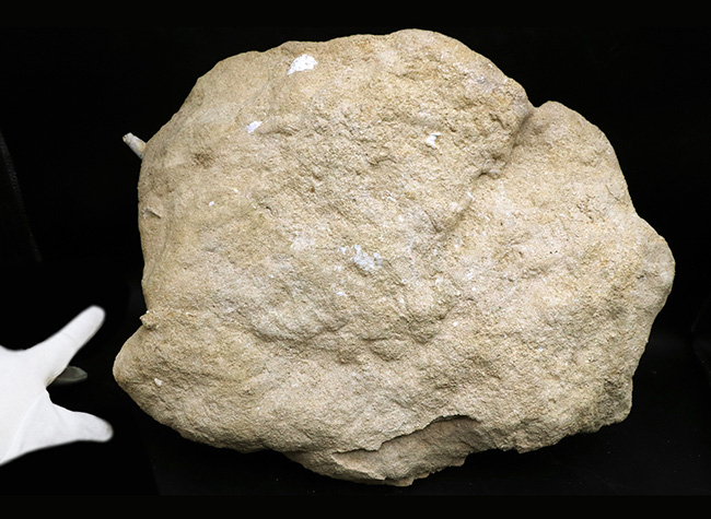 フランス・シャンパーニュ地方、パリ盆地の始新世の地層から発見された、古代の巨大な巻き貝、カンパニーレ・ギガンテウムのマルチ化石(その9)