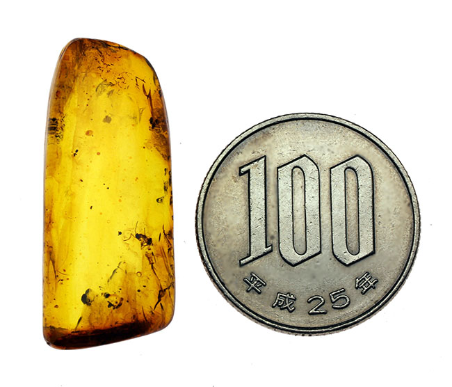 4000万年前のアリが内包されたバルティックアンバー(専用ケース付き)。(その12)