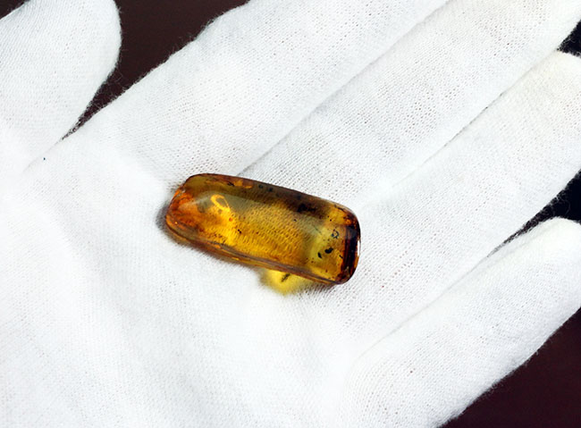 4000万年前のアリが内包されたバルティックアンバー(専用ケース付き)。(その3)