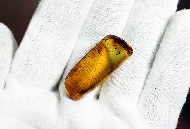 4000万年前のアリが内包されたバルティックアンバー(専用ケース付き)。(その9)