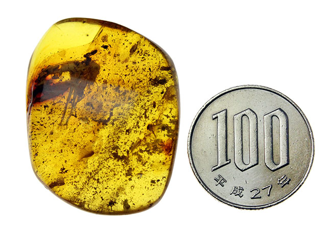 ベリーレア!コオロギ科の虫を内包したビッグアンバー!バルト海産琥珀(Amber)。厚みがあるのに透明度が高い。(その10)