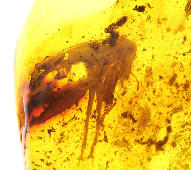 ベリーレア!コオロギ科の虫を内包したビッグアンバー!バルト海産琥珀(Amber)。厚みがあるのに透明度が高い。(その2)