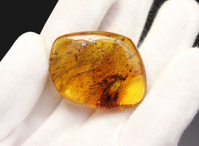 ベリーレア!コオロギ科の虫を内包したビッグアンバー!バルト海産琥珀(Amber)。厚みがあるのに透明度が高い。(その4)