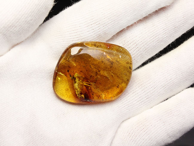 ベリーレア!コオロギ科の虫を内包したビッグアンバー!バルト海産琥珀(Amber)。厚みがあるのに透明度が高い。(その5)