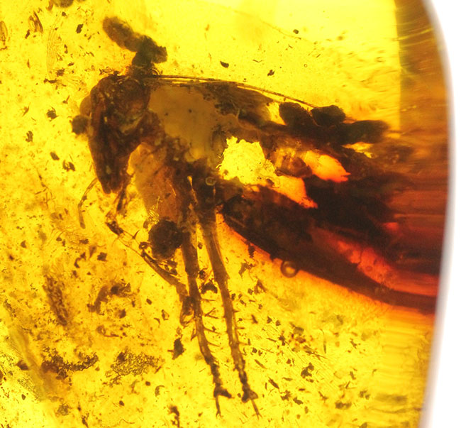 ベリーレア!コオロギ科の虫を内包したビッグアンバー!バルト海産琥珀(Amber)。厚みがあるのに透明度が高い。(その7)