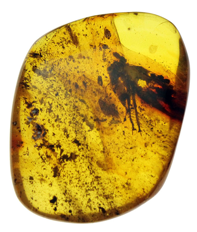 ベリーレア!コオロギ科の虫を内包したビッグアンバー!バルト海産琥珀(Amber)。厚みがあるのに透明度が高い。(その8)