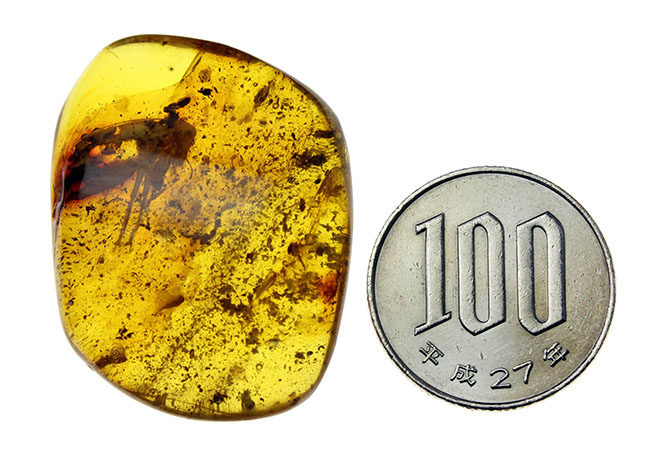 ベリーレア！コオロギ科の虫を内包したビッグアンバー！バルト海産琥珀（Amber）。厚みがあるのに透明度が高い。（その9）