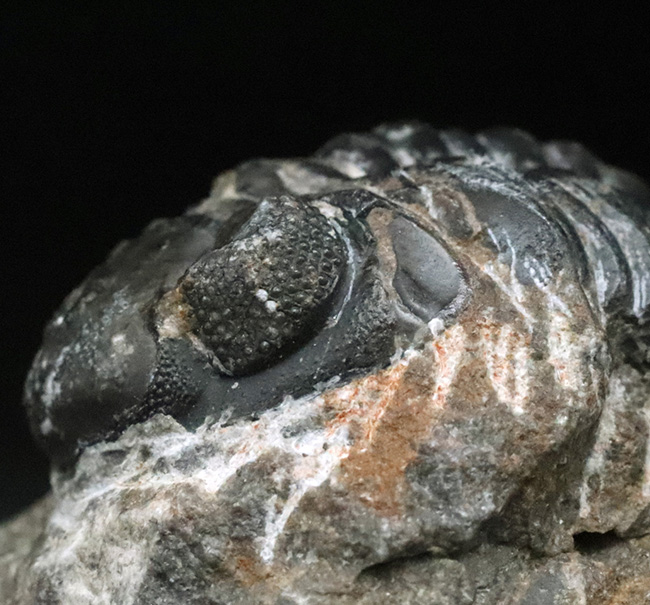 モロッコ・ハイアトラス南東部、アルニフで見つかった三葉虫