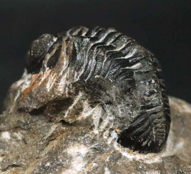 モロッコ・ハイアトラス南東部、アルニフで見つかった三葉虫、ファコプス(Phacops)の可愛らしい標本(その5)