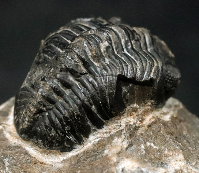 モロッコ・ハイアトラス南東部、アルニフで見つかった三葉虫、ファコプス(Phacops)の可愛らしい標本(その6)