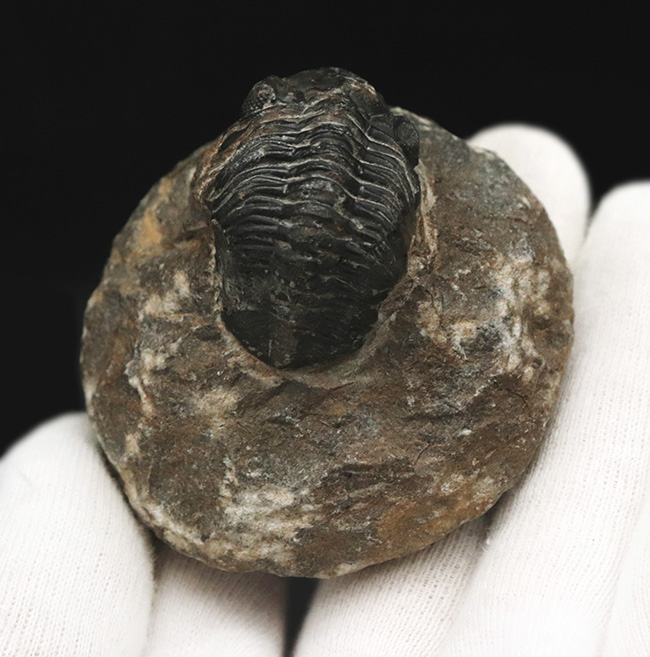 モロッコ・ハイアトラス南東部、アルニフで見つかった三葉虫