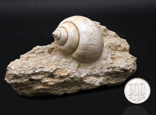 ベスト・オブ・ベスト！およそ５５００万年前のフランスの地層で発見された巻き貝、ナティカ（Natica）の母岩付き化石（その10）