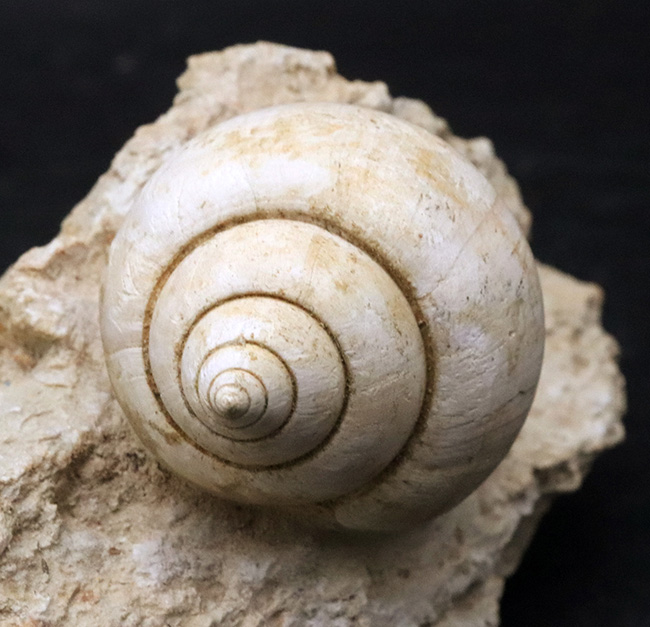 ベスト・オブ・ベスト！およそ５５００万年前のフランスの地層で発見された巻き貝、ナティカ（Natica）の母岩付き化石（その2）