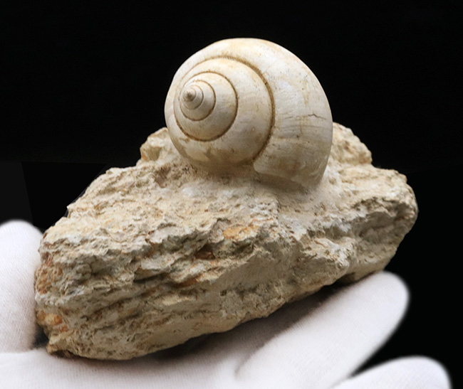 ベスト・オブ・ベスト！およそ５５００万年前のフランスの地層で発見された巻き貝、ナティカ（Natica）の母岩付き化石（その4）